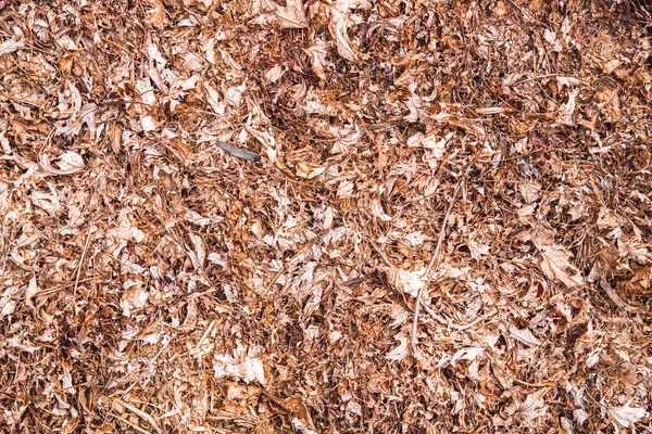 Ölü yaprakların arkaplan dokusu 