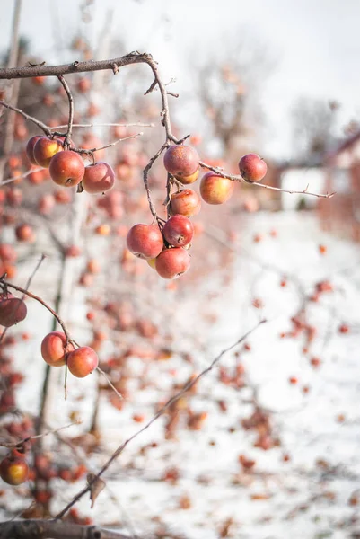 Quebec Terroir Elma Buzlu Elma Şarabı 'na özgü kış bahçesi 