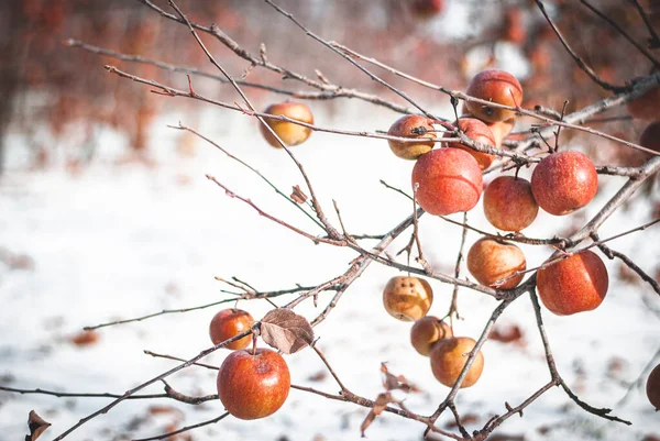 Quebec Terroir Elma Buzlu Elma Şarabı 'na özgü kış bahçesi 