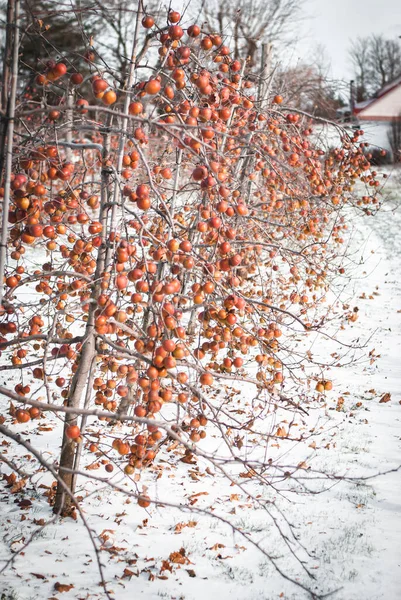 Quebec Terroir Elma Buzlu Elma Şarabı 'na özgü kış bahçesi 