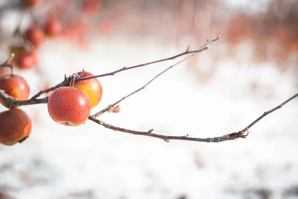 Quebec Terroir Elma Buzlu Elma Şarabı 'na özgü kış bahçesi 