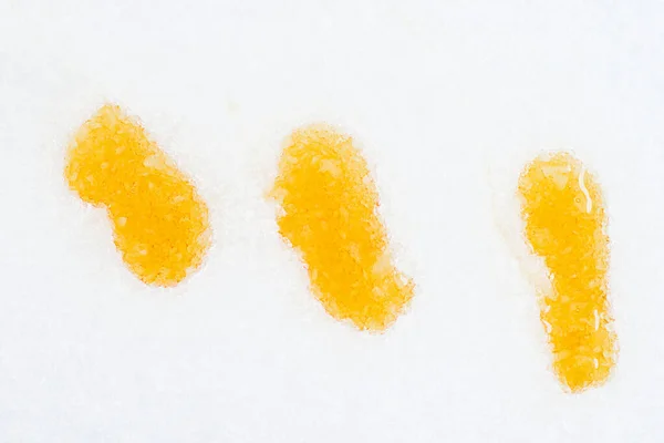 Akçaağaç şurubu şekerleme kar üzerinde kar şekeri Quebec terroir 'e