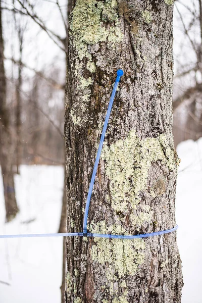 Quebec 'te akçaağaç akçaağaç şurubu musluk tüpü 