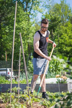 Young tattooed man gardening in a community garden. 