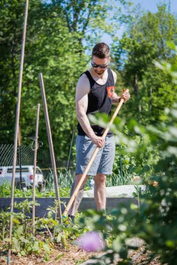 Young tattooed man gardening in a community garden. 