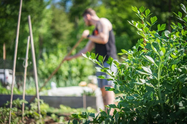 Young tattooed man gardening in a community garden. 
