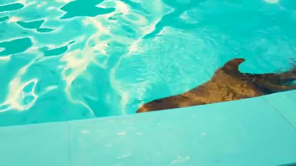 Yunuslar havuzda yüzerler. Güzel su mavisi gösterileri, deniz canlıları, eğlence yunusları. Eğlence, egzersiz yunusları — Stok video