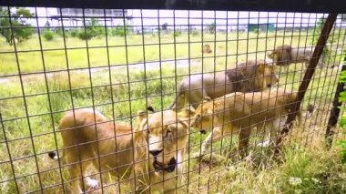 Dişi aslan, aslan sürüsünün vahşi portresi boyunca yürür. Kedi güzel aslan yüzlü doğal olarak. Korkunç Botswana beyazı.