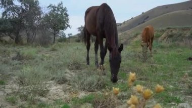Atlar otlakta özgürce dolaşır vahşi yaşam atları, otlak doğa manzaralı hayvanlar uçar. Damızlık at yaşam tarzı, ayakta duran dörtayaklı beyaz çiftlik evi dörtnala koşuyor.