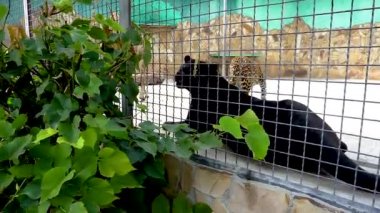 Pantera yaban hayatının yüzü, arka plandaki jaguar görünümlü panthera, benekli hayaller. Rue at another