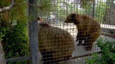 Ayı avcısı, yırtıcı pençenin güçlü görünümlü portresi gibi duruyor. Hoş geldin güçlü şirin, sakar orman hayvanat bahçesi.