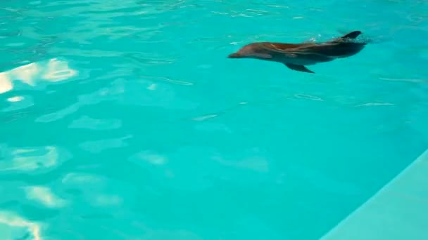 Los delfines nadan en la piscina hermoso espectáculo de animales delfines, delfinario aleta salvaje entretenimiento salto. Herapy tail in, viaje de ballenas — Vídeo de stock