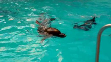 Yunuslar havuzda yüzer, güzel bir yüzme şovu yapar, yunuslar garip bir şekilde yüzer, el sallar. Sevinçten havalara uçar