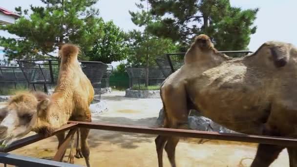 Kamelöknen vilda djur, varm torr gård Afrika, vit arabiska. Spets för miljövänligt jordbruk — Stockvideo