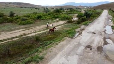 Tarladaki at sürüleri güzel çiftlik arazileri, doğa yeşili yerli hayvanlar. Dışarıda kırsal özgürlük
