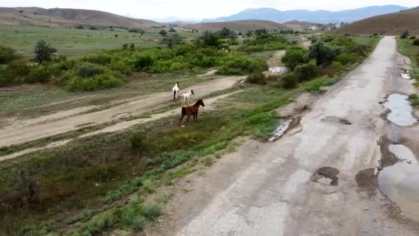 Stádo koní na poli krásné pole, příroda zelená domácí, zvířata. Venkovská svoboda — Stock video