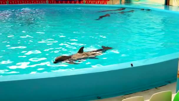 Delfiner simma i poolen vacker pool djur show, natur vilda roligt, spel hav kul, söt resa — Stockvideo