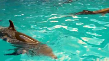 Yunuslar havuzda yüzerler güzel bir havuzda mavi deniz, sualtında vahşi yaşam okyanusa sıçrar, dalgalanır. in, balina performansı