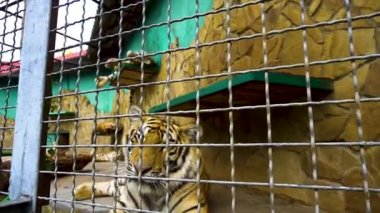 Yaban kedisi avcısı kedi, hayvan çizgileri kükreyen tehlikeli kafa, başrol oyuncusu. Kaplan kediler, Bengal portresi