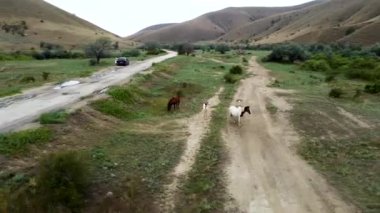 Çayır tarlasında at sürüsü, kahverengi yeleli yeşil aygır, safkan kestane. Dışarıda koşan üç kişi