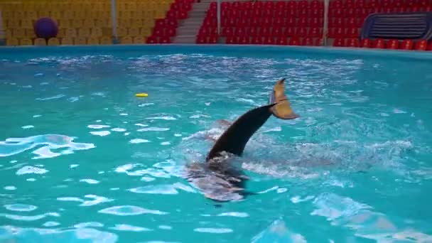 Golfinhos nadam na piscina bela piscina azul peixes subaquáticos onda selvagem. golfinhos-da-baleia — Vídeo de Stock