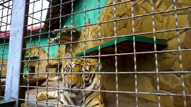 Gato salvaje cazador felino, rayas de animales rugiendo cabeza de peligro, cara protagonizada. Gatos tigre, retrato bengala — Vídeo de stock