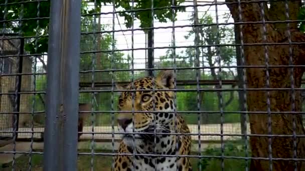 Tiger aggressive carnivore, beautiful close danger big tigris. White tiger angry, natural bengal — Stock Video