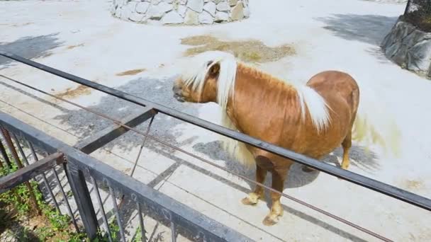 Ελεύθερα άλογα, πανίσχυρη φύση ιππικό σε εξωτερικούς χώρους. 4k Reat lifestyle, κοπάδι — Αρχείο Βίντεο