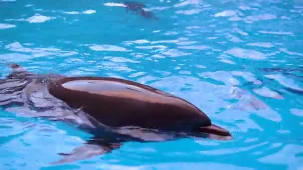 Dolphins swim in the pool beautiful blue aquarium, underwater nature sunlight wild funny, entertainment playful fun, exercise — Stock Video