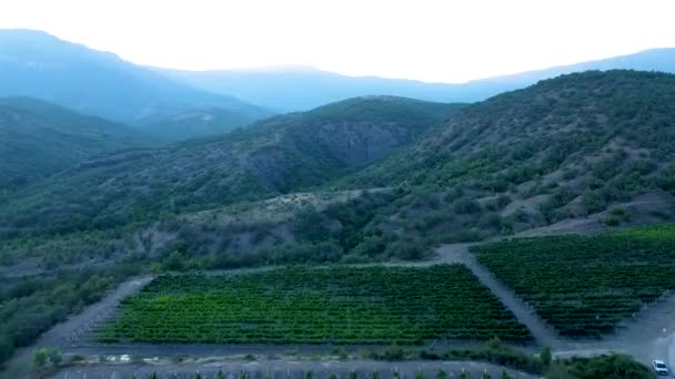 Winnica w Crimea od quadcopter krajobraz natury, Crimea blekitna slodka jagoda autumn. Piękna turystyka, krajobraz winiarski. — Wideo stockowe