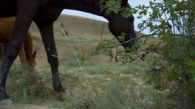Atlar otlakta özgürce dolaşır. Güzel, bozkır bir kısrak, açık havada. Aygır koşuyor, dört ayaklı beyaz çiftlik evi dörtnala koşuyor.
