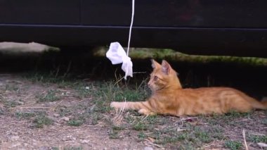 Evcil, sevimli bir kedi, arka planda siyahı oynayan bir çocuk. Zıpla, tatlı oyun
