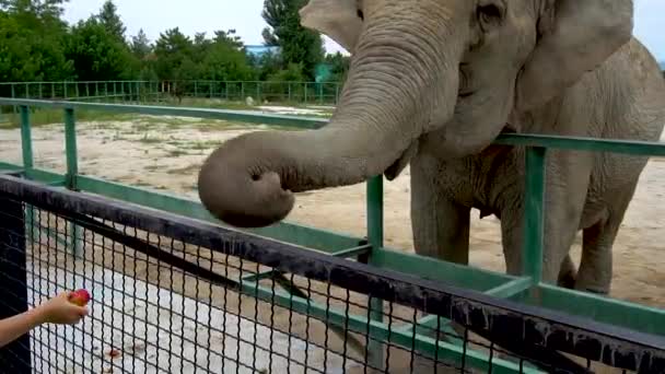 Elephant mammal wildlife, trunk herbivore portrait botswana, loxodonta ear. Endangered symbol dangerous, juvenile outdoors — Stock Video