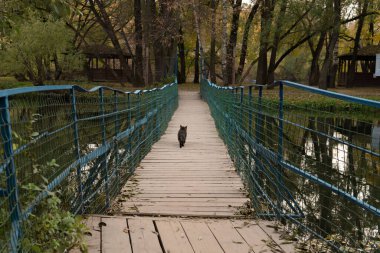 Sonbahar ormanı köprüsü, rengarenk manzaralı kırmızı ışık, dağ Avrupa. Canlı ve çevreci kedi köprüden geçiyor.