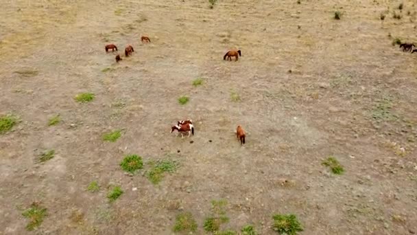 Manada de caballos en el campo equino animal, naturaleza retrato rojo blanco salvaje, pura sangre cielo rural mascota, bahía exterior — Vídeos de Stock