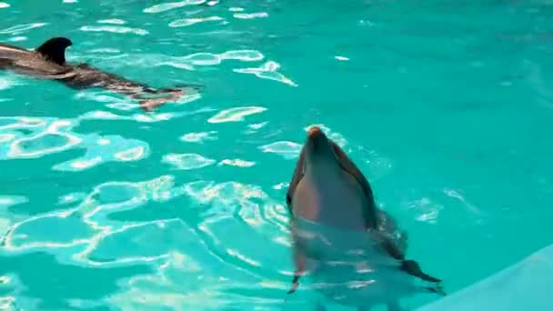Delfiny pływają w basenie piękny basen morze zwierząt, podwodne światło słoneczne dzikie życie, fala. Ater zabawy w, zwierzęta uśmiech — Wideo stockowe