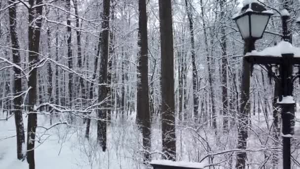 Disparos desde un poste de luz de quadcopter día negro en un bosque cubierto de nieve linterna noche parque escena nevada luz hermosa fría, ciudad pacífica. Paisaje brillo estacional — Vídeos de Stock