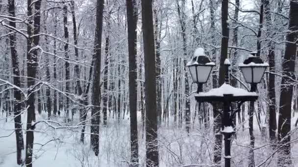 Shooting from a quadcopter lamppost black day in a snow-covered forest lantern night park winter view, lamp outdoor beauty chilly, city climate illuminate, kiev seasonal — Stockvideo