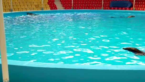 Los delfines nadan en el hermoso acuario de la piscina, los peces salpican delfines. Herapy cola divertido, lindo — Vídeos de Stock