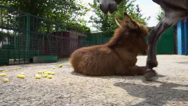 Evcil araba şirin kürk, güzel, genç, eğlenceli rahatlama, doğa köpek dişi güzel, küçük bir oyun — Stok video