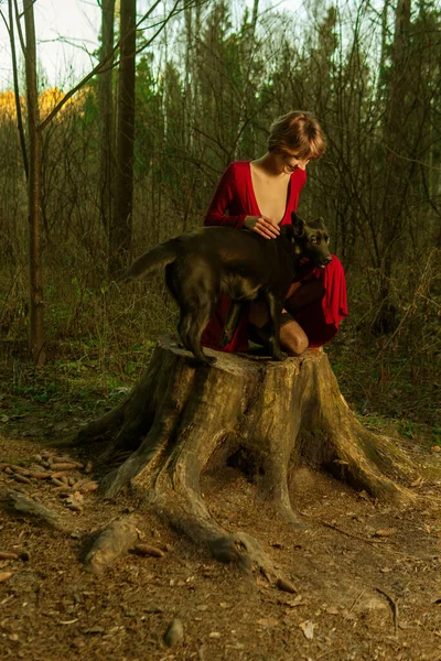 Peri masalı ormanında bir kız siyah bir köpekle bir kütükte oturuyor, kırmızı bir elbise.