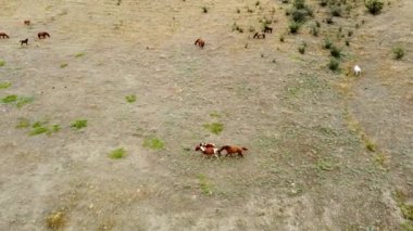 At sürüsü çayır hayvanı, kahverengi yaz güzeli yeşil dörtnala hayvanlar. Dışarıda uzun bir hayvan var.