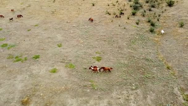 Herd of horses on the field horse meadow animal, brown summer beauty green gallop animals. Long pet bay outside — Stockvideo