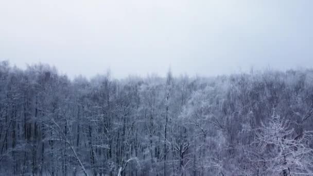 Fsb冬の森林クワッドコプターは、ロシアの自然雪の霜で午後に離陸し、午後には雪が凍るシーンから枝のために松、アスペン12月。影を高く上げろ! — ストック動画