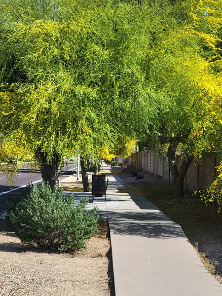 Güzel bir bahar sabahı, Phoenix şehrinde, yaya geçidinde çiçek açan Palo Verde.