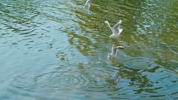 动作缓慢，两个年轻快乐的女人在一个夏季公园喂海鸥，她们向海鸥扔食物，海鸥被困在空中，潜入水中觅食。一起玩吧友好的休息. — 图库视频影像