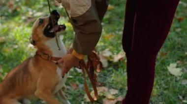 Parkta köpeği gezdiren mutlu genç bir kadın ve köpekler için özel bir alan. Köpek koşuyor, eğleniyor, emirlere uyuyor, tasmayla yürüyor. Parkta yürür.