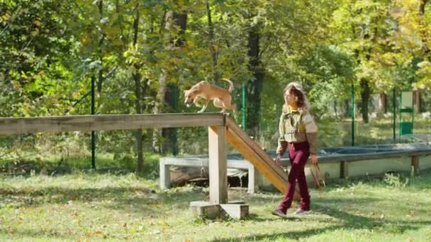 快乐的年轻女子在公园里遛狗，还有专门为狗准备的地方。狗跑，玩乐，听命令，用皮带走路。在公园里散步. — 图库视频影像