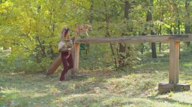 Parkta köpeği gezdiren mutlu genç bir kadın ve köpekler için özel bir alan. Köpek koşuyor, eğleniyor, emirlere uyuyor, tasmayla yürüyor. Parkta yürür.