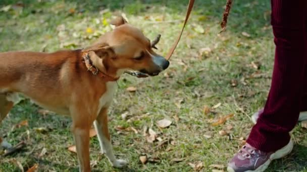 Felice giovane donna a spasso il cane nel parco e zona speciale per i cani. il cane corre, si diverte, ascolta comandi, cammina al guinzaglio. passeggiate nel parco. — Video Stock